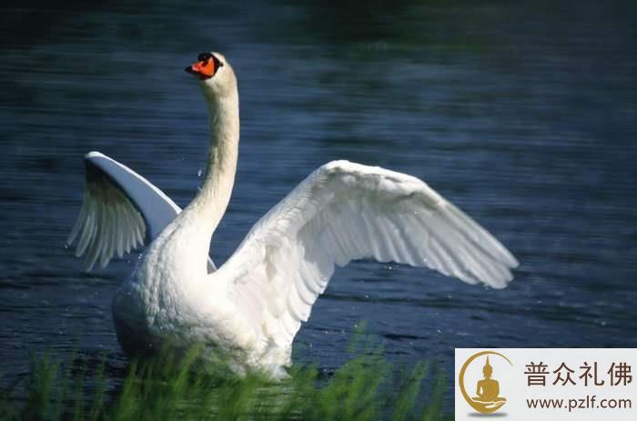 僧人为保护一只鹅遭毒打,没想到鹅竟然这样报恩