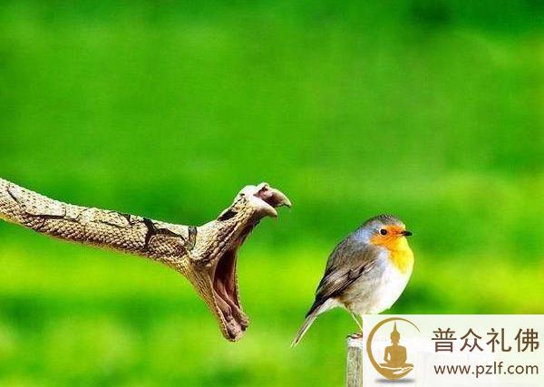 吃素戒杀是阻断怨怨相报的恶性循环