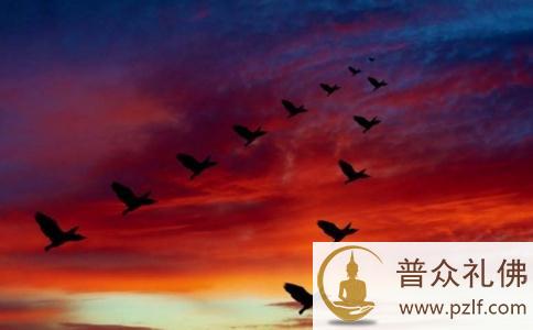 动物逃不掉死亡宿命,放生意义何在 动物逃不掉死亡宿命,放生意义何在