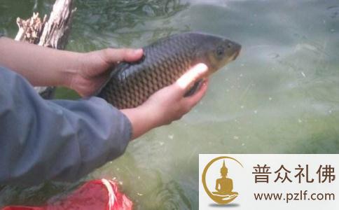 倾力大放生,让我走出人生低谷 倾力大放生,让我走出人生低谷