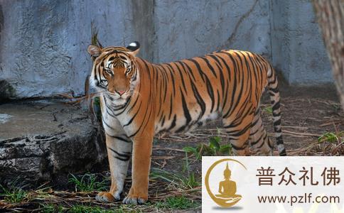 一觉醒来,追赶他的老虎竟不见了? 一觉醒来,追赶他的老虎竟不见了?