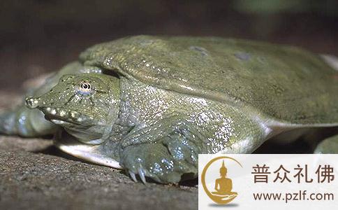 分期食鳖极其残忍,分期截肢因果报应 分期食鳖极其残忍,分期截肢因果报应