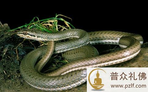 为显摆威风残忍杀蛇,却让儿子终生成了跛子 为显摆威风残忍杀蛇,却让儿子终生成了跛子