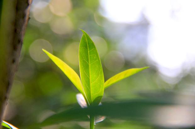 文殊师利菩萨问菩提经论全文