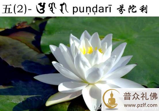 五种佛教的莲花