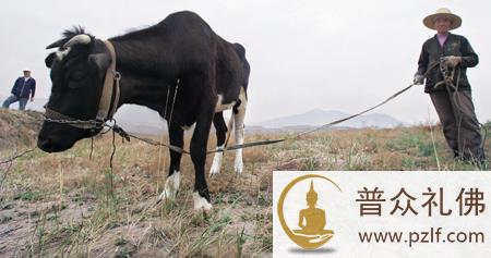 吃动物的肉,迟早要还的