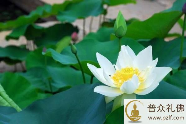 不识本心，学法无益